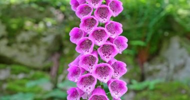 Makro - Dolomitlerin Digitalis purpureası