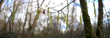 Anamorfik Lens 6K - Fındık Ağacı