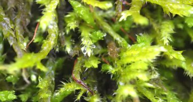 Macro - Ormanda yağmur sonrası su damlaları