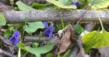 Macro - Ormanda mor çiçekler