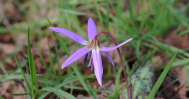 Ormanda leylak çiçeği