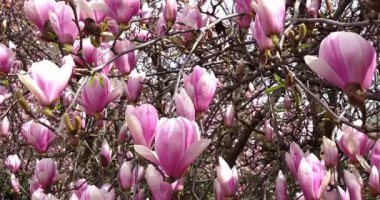 İlkbaharda açan pembe bitki.