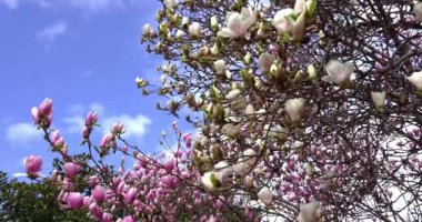 Çiçek açan bitkilerle dolu bahar manzarası