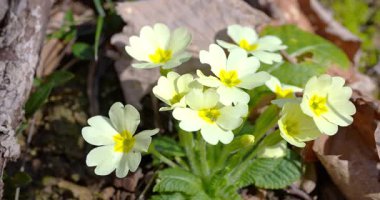 Makro - İtalyan Alplerinde sarı çiçekler