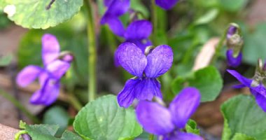 Macro - Baharda çiçeklerin güzelliği