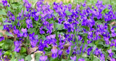 Macro - İlkbaharda ormanda leylak çiçekleri