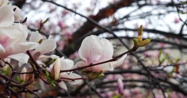 Bahar yağmurunun altında beyaz çiçekler