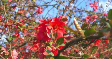 Baharda çayırdaki yaban gülleri