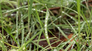 Makro - Çimlere su damlaları