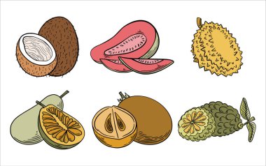 Ekzotik tropikal meyve seti, sapodilla, hindistan cevizi, guava, Jackfruit, durian ve kaffir kireç renklerinde beyaz arka planda izole edilmiş çizim tarzı. Tropikal gıda vektörü çizimi. 