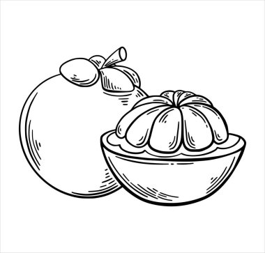 Mango Steen egzotik tropik meyve elle çizilmiş eskiz stili boyama kitabı, menü tasarımı, tişört için beyaz arka planda izole edilmiş. El çizimi tropikal gıda çizimi. Vektör illüstrasyonu.