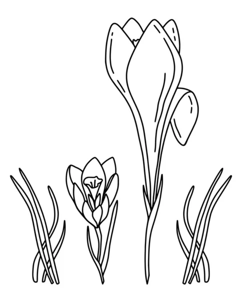 Шафран Крокус Цветок Набор Ручной Рисовать Векторный Стиль Изолированный Цветочный — стоковый вектор
