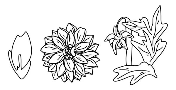Цветы Далии Вытянутые Вручную Векторном Стиле Изолированные Цветочные Элементы Белом — стоковый вектор
