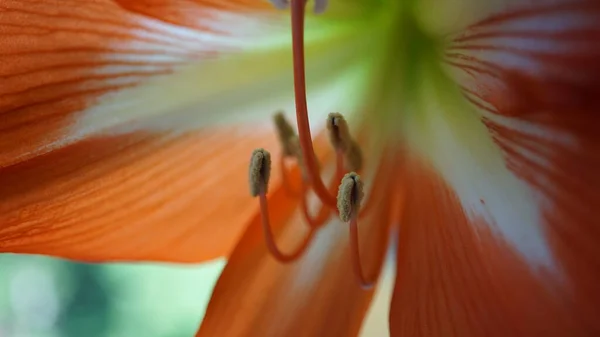 Macro Stamens Red Lily — Stock Photo, Image