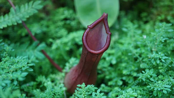 Flor Silvestre Nepenthes Estufa — Fotografia de Stock