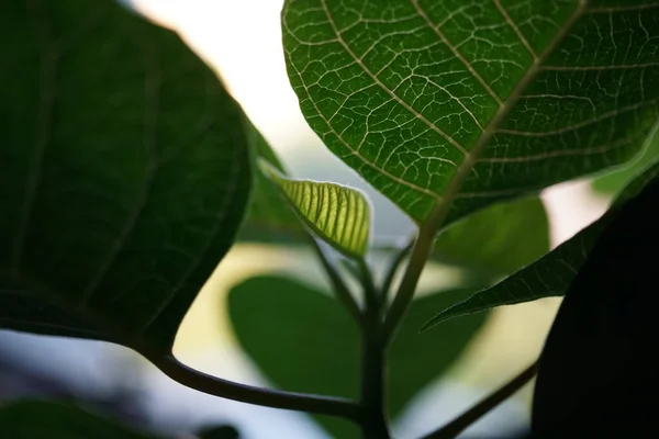 Little green leaf among the big leaves