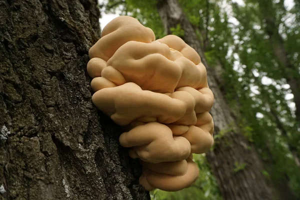 Gehirnähnlicher Pilz Auf Einem Baum — Stockfoto