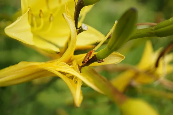Желтые Лилии Жуком — стоковое фото