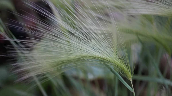 Fluffy Wheat Field — Stock Photo, Image