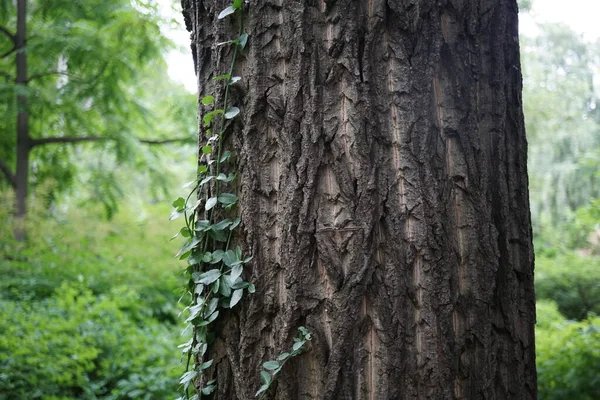 Ivy Covered Tree Garden — Stock Photo, Image