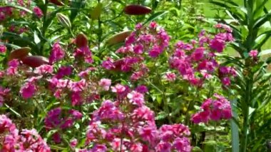 Çayırda çiçekler