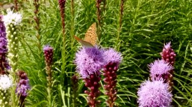 Çayırdaki çiçeklerin üzerinde Butterflie