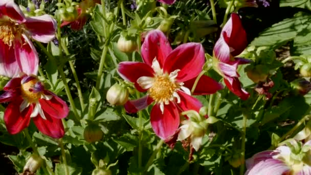 Hermosas flores rojas en el prado — Vídeo de stock