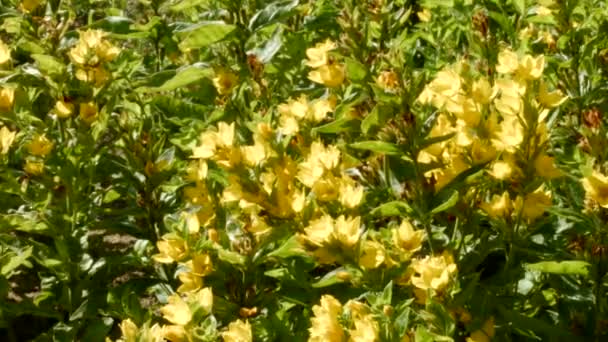 Flores amarelas no prado — Vídeo de Stock