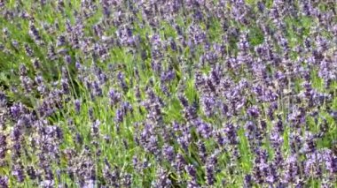 çayır üzerinde birçok çiçek