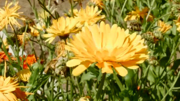 Belas flores amarelas no prado — Vídeo de Stock