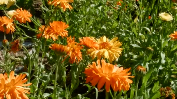 Flores naranjas en el prado — Vídeos de Stock