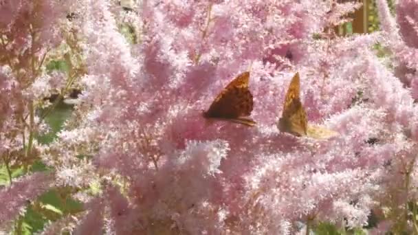 Vlinders en roze bloemen op de weide — Stockvideo