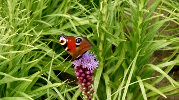 Prachtige vlinder op de bloem in de weide — Stockvideo