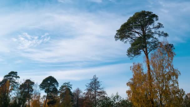 Clouds fly over Autumn trees in the park. 4K — Stock Video