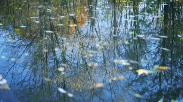สวนสาธารณะฤดูใบไม้ร่วงสะท้อนบนพื้นผิวทะเลสาบ 4k — วีดีโอสต็อก