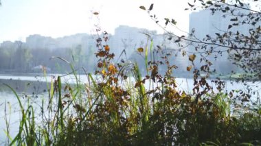 Göl ve şehir sonbahar parktan görüntüleyin. 4k