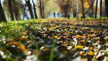 Yapraklar sonbaharda parkta yolda. 4k