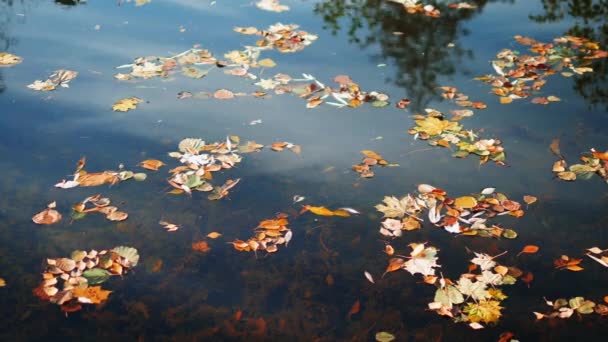 Arbre et nuages se reflètent dans le lac d'automne. 4k 