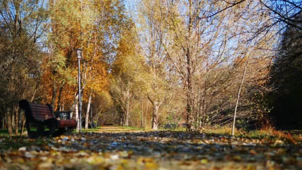 Самотня лавка серед опалого листя в парку — стокове відео