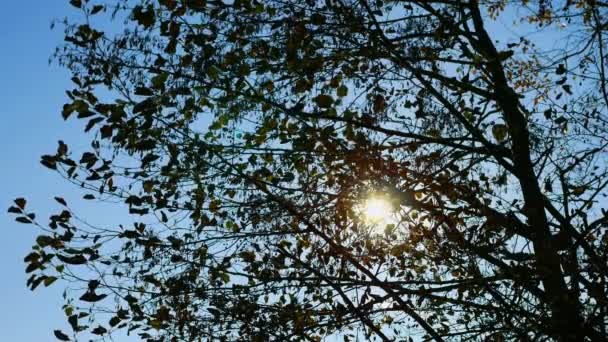Slunce svítí skrz větve stromu — Stock video