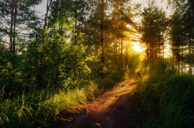güneşli orman