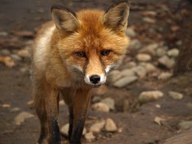 Kızıl Tilki (Vulpes vulpes) dört gözle bekliyor