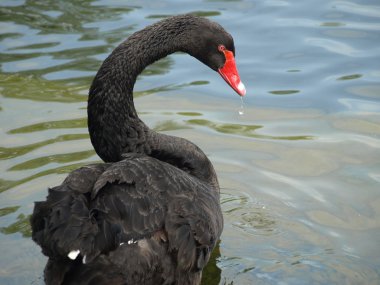 su birikintisi içinde siyah kuğu (cygnus atratus)
