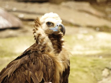 Boz akbaba (Aegypius monachus)