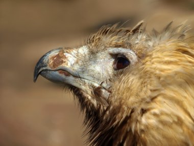 Unstinting Doğu imparatorluk kartal (Aquila heliaca) başını yakın çekim