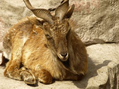 Markhor (Capra falconeri)
