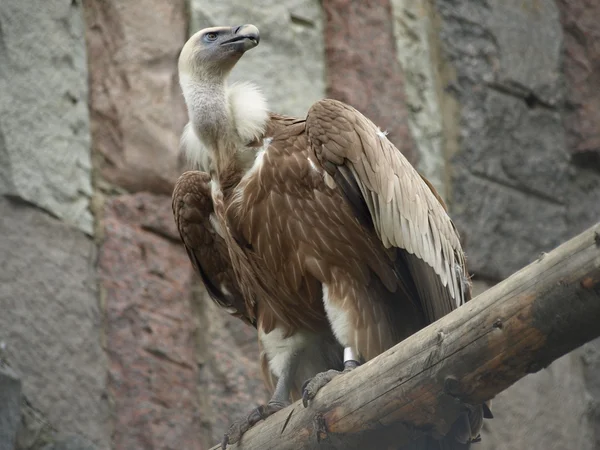 Avvoltoio grifone europeo (Gyps fulvus ) — Foto Stock