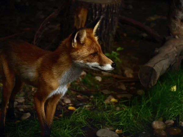 Der Rotfuchs — Stockfoto