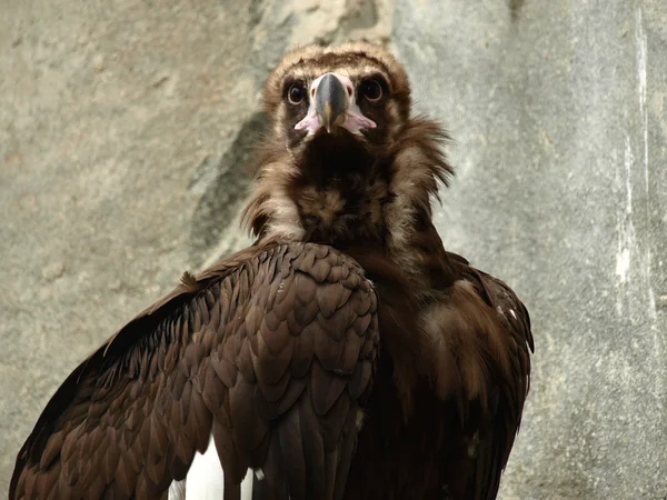 O abutre cinereoso (Aegypius monachus ) — Fotografia de Stock