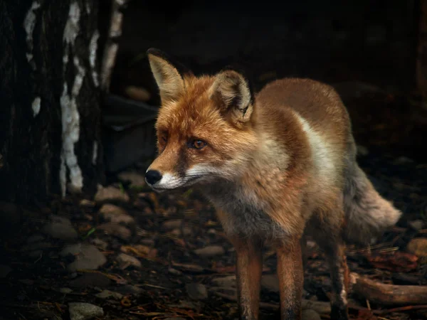 Der Rotfuchs — Stockfoto